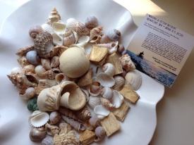 Collected shells from a Newport beach